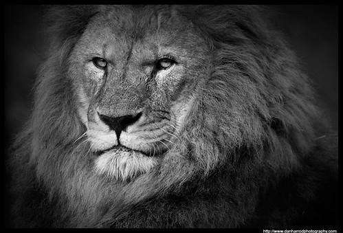  African Lion, Black and White Study 