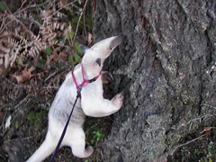 Sniffing a tree