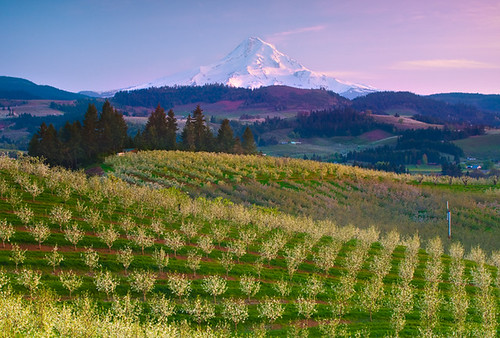 Pastel Orchards Over Mount Hood