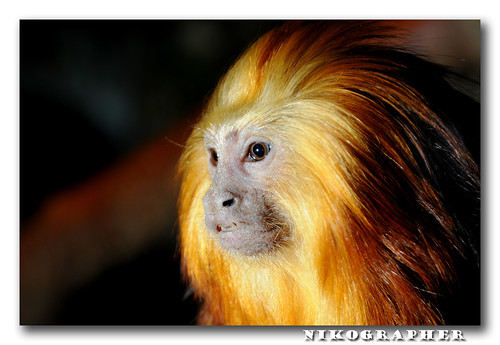 Golden Headed Lion Tamarin - Nikon Flash Guide