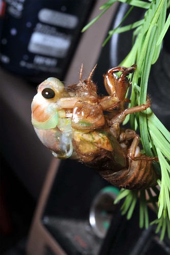 cicada1