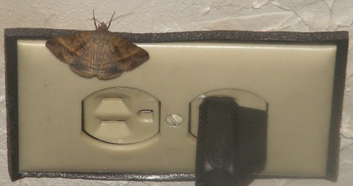 Moth, Species TBD