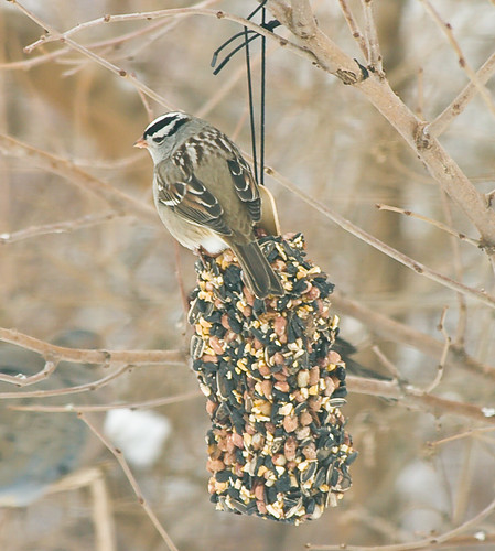 White Crowned Sparrow?