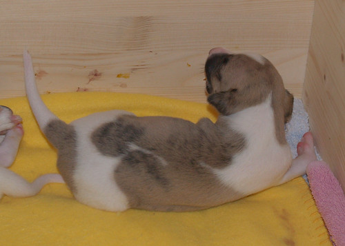 Animagi Whippets;  puppies: 15 days old