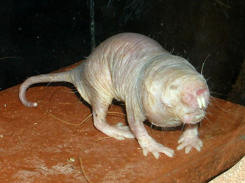 Rufus the Dire Naked Mole Rat