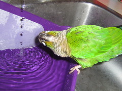 Tweak taking a bath