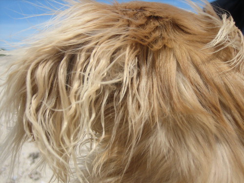long haired dachshund blonde. Fabio the long-haired English cream mini-dachshund. Wind-blown londe!