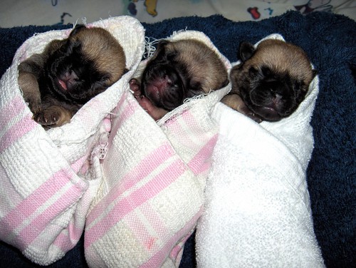 Picture of Pug Puppy Videos