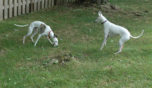 Cleo and Isis playing