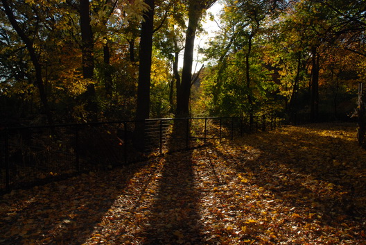 Prospect Park Tree Shadows