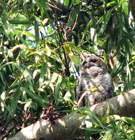 mottled wood owl lalbagh 011207