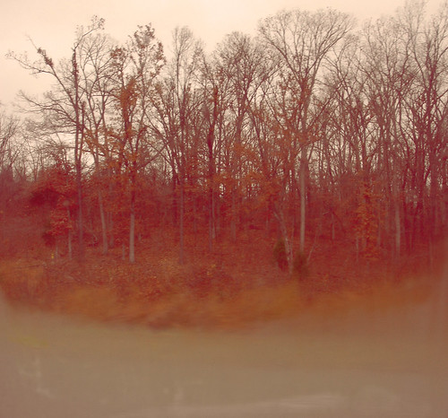 foggy treetops