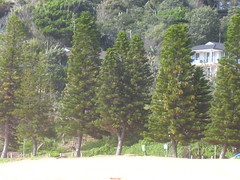 Cook Island pines IMG_8027