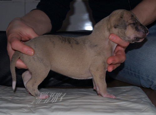 Whippet puppy 13 days: Acropatic Aguti