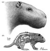 Josephoartigasia monesi and its relative the modern Pacarana