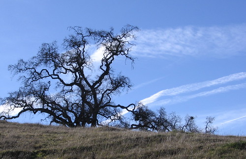 Interesting oak tree