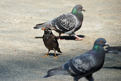 starling and pigeons