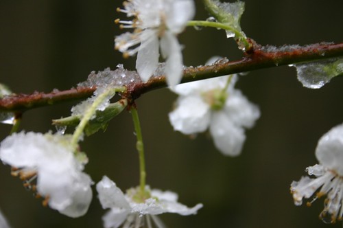 snow on blossoms 4