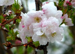 snow on blossoms