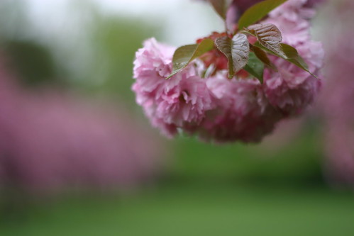 Cherry Blossom closeup
