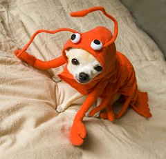 My Little Lobster Girl