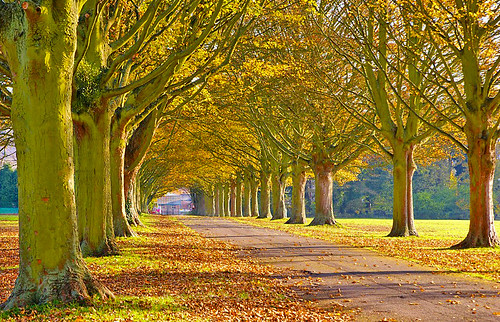 Autumn’s going  --   in the Avenue