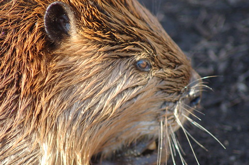 CloseUp Of Wet Beaver Face Cool Ears and Whiskers