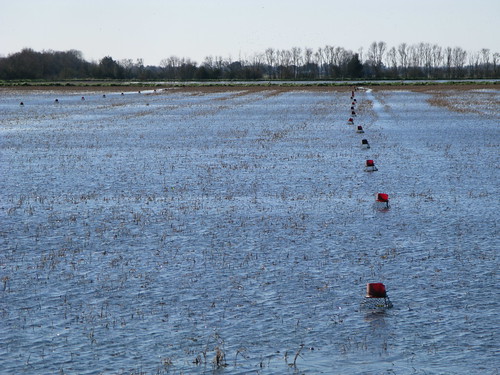 Crawfish pots in paddy fields near Mamou, Louisiana, USA
