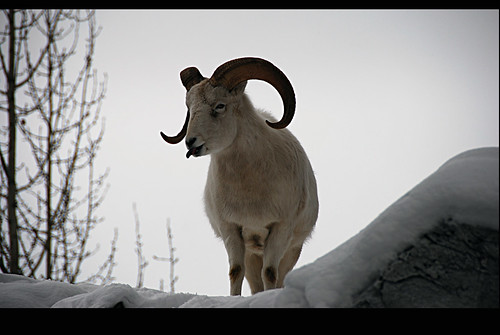 dall sheep n  6  anchorage zoo   anchorage  alaska february 2008