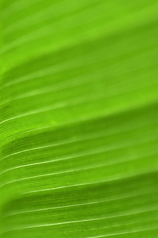 wallpaper green. Green wallpaper for iphone and