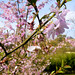 Parc de Maulévrier - Cerisiers en fleurs