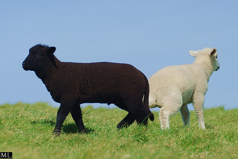 http://farm3.static.flickr.com/2149/2388467448_94de9c8982_o.jpg