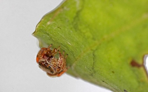 _MG_5257 - Spider Eating Fly Under Leaf