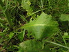 Cichorioid daisy # 1 - stem leaf