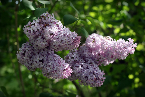 Lilacs - my favorite