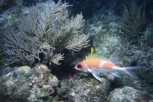 Again licensed under Creative Commons on Flickr, here is a beautiful image of a squirrelfish, similar to what I saw. 