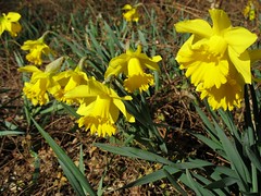 daffodils_2008
