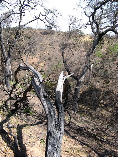 Burnt branches
