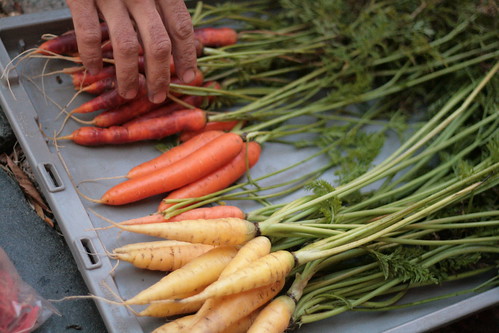 Just picked carrots