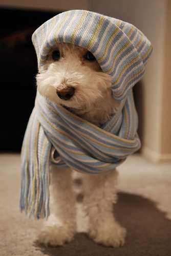 chilly puppy
