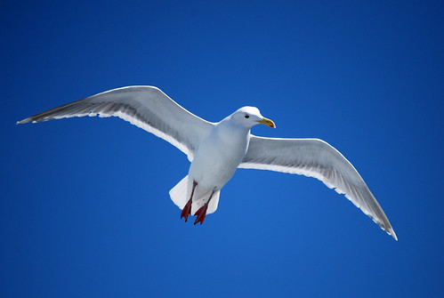 23-Seagull Headturn