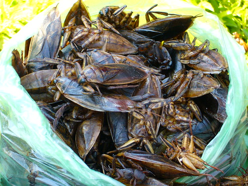 Closeup of Cambodian roasted insects