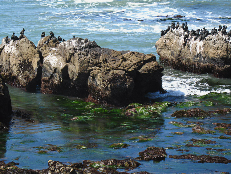cormorants on rock at cambria coast