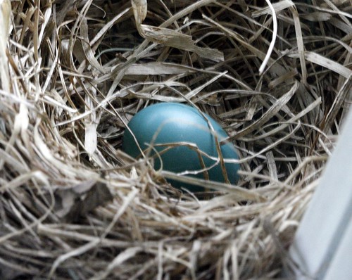 Robins Nest Blue Egg