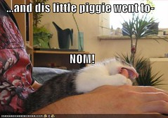 funny-pictures-nom-piggy-cat