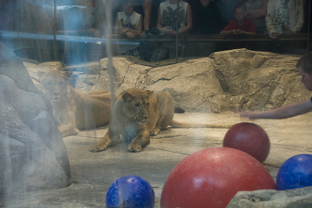 D4 MGM lions 4