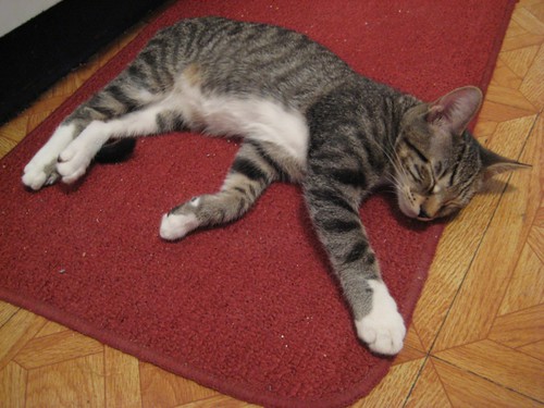big kitty on a rug