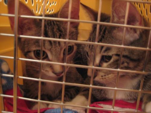 lyla and buster in the carrier
