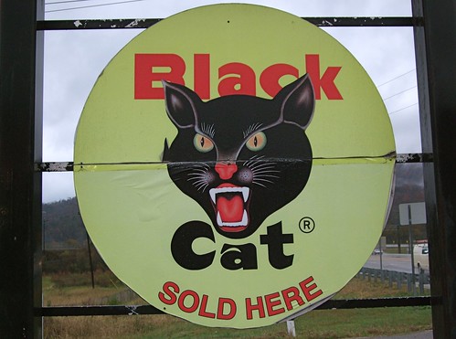 gambar kucing hitam cantik