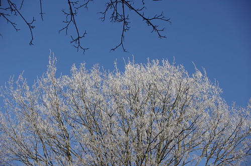 White Tree Blue Sky